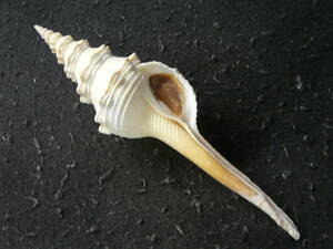  shell specimen [fsi ho Sony siw/o( beautiful!!)]