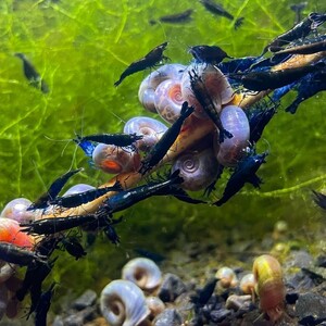  dark blue shrimp 30 pcs (SNP:30pcs) / Cherry shrimp / color freshwater prawn { shrimp flea leather }
