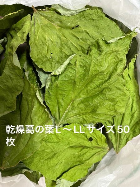 乾燥葛の葉大きめサイズ　L〜LLサイズ　　50枚　岐阜県産　無農薬　草食動物のおやつ