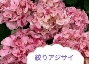 ◆2本◆挿し木・挿し穂用◆花びらが特徴的な　絞りの入った紫陽花◆あじさい　送料無料匿名配送