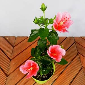 【一起園芸】ハイビスカス・ピンク花「ロングライフ・シリーズ」鉢花◆花が次々咲きます ◆
