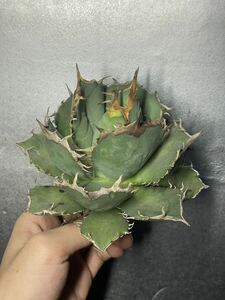 【AGAVE TITANOTA ‘Orange Flame’ 橙火】SPECIAL 極美株&厚肉ムチ株　2