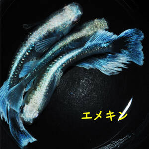【紀州メダカ】エメキン　稚魚　10匹　マリアージュキッシングワイドフィンエメラルドフィンタイプ