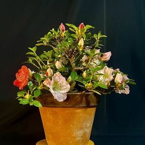 * satsuki Rhododendron indicum большой радуга высота дерева 17cm популярный . вид маленький товар мини бонсай futoshi . красивый цветок. satsuki * бонсай сосна подлинный Kashiwa клен клен сосна Kashiwa . дерево цветок предмет оригинал горшок bonsai