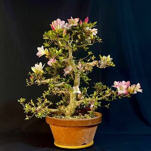 * satsuki Rhododendron indicum цветок лотос свет высота дерева 39cm популярный . вид средний товар бонсай futoshi . красивый цветок. satsuki * бонсай сосна подлинный Kashiwa клен клен сосна Kashiwa . дерево цветок предмет оригинал горшок bonsai