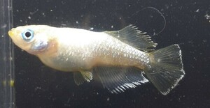 [甲斐メダカ]　ホワイトダイヤ×エメキン F2稚魚20匹　光体型因子有り　#ミッドナイトフリル#フロマージュ#スペード#ハイビスカス