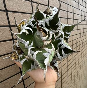 アガベ“OAXACA WILD” ”16cm“ 強棘+うねり個体オアハカ オテロイ　メキシコ　チタノタ チルプラ[Chill__Plants]