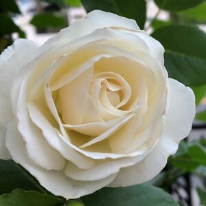 アイスバーグ 挿し木苗 白いバラ 薔薇