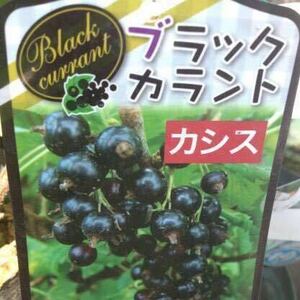  black ka Ran to black currant sapling 