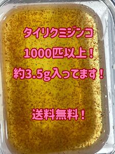 タイリクミジンコ1000匹以上！約3.5g