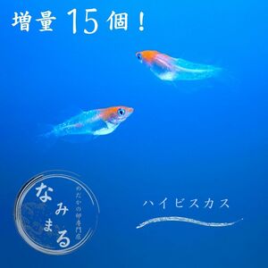 [めだかの卵専門店　なみまる]増量！ハイビスカス メダカ 有精卵 15個+α 死着補償あり(条件要確認)