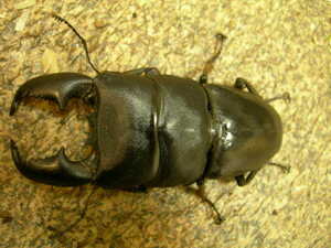  large use X very thick use sma tiger common ta stag beetle 3. larva pair . thread go in 6529