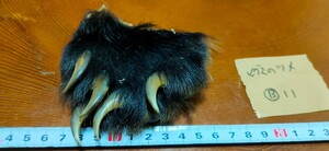 ●熊の爪●ヒグマの手（B11） 羆 ひぐま ベアークロー 熊 クマの手 熊の手 くまの爪 クマの爪 熊の手 アクセサリー 魔除け クムンカムイ