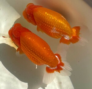 na...me Dakar * golgfish * mountain rice field series Ozeki ..* *. fish 20 pcs * goldfish *