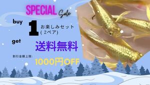【吉Aqua】フルゴールド リボン シャークフィン グッピー 熱帯魚 1ペア Buy 1お楽しみセット(2ペア)→送料無料 死着補償