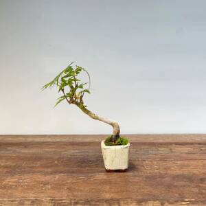  mountain maple momiji shohin bonsai mini bonsai ⑥