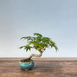  mountain maple momiji shohin bonsai mini bonsai ⑦