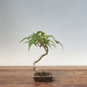  mountain maple momiji shohin bonsai mini bonsai ⑩