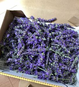 [ good . - ] lavender dry flower flower . only * sachet fragrance sack herb bus *... fragrance * box entering 