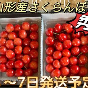 山形県産　さくらんぼ　佐藤錦　1キロ　秀品　贈答用　 佐藤錦 さくらんぼ