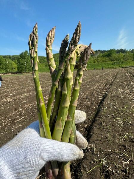 北海道下川町　グリーンアスパラ　ハネ品　約２キロ