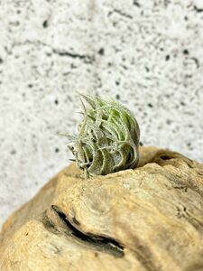 【Frontier Plants】 【現品】チランジア・スプレンゲリアナ T. sprengeliana【C】 ブロメリア　エアプランツ