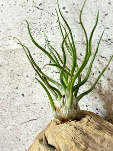 【Frontier Plants】 チランジア・ショウタイム T. Showtime (T.bulbosa x T.streptophylla) ブロメリア　エアプランツ