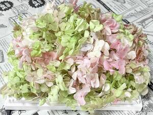  preserved flower hole bell hydrangea 20g rom and rear (before and after) green pink Mix 