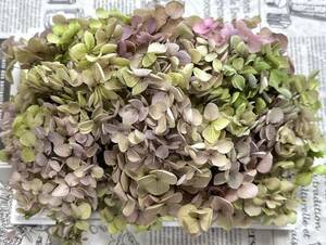 preserved flower hole bell hydrangea 20g rom and rear (before and after) gray p Mix 