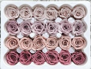  preserved flower flower diameter 2-2.5cm 24 wheel rose mauve pink Mix 