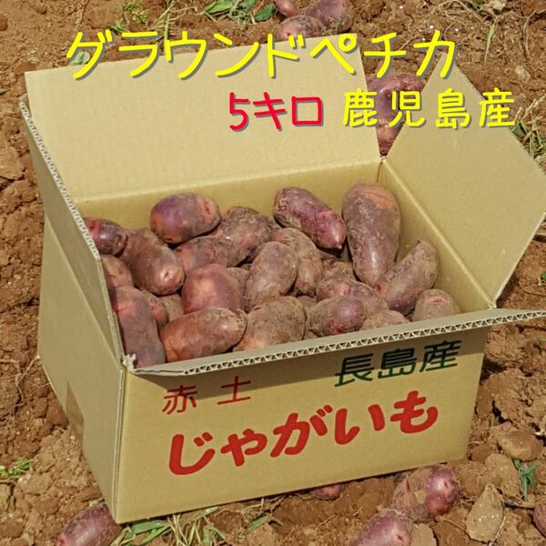 【美味しいじゃがいも】グランドペチカ 5kg【鹿児島産 赤土栽培】