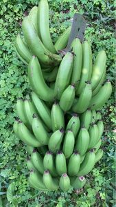 自然栽培　　　台湾バナナ