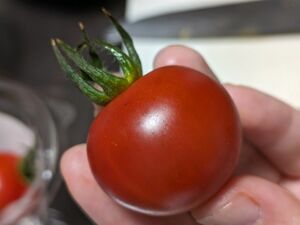 【さ-き】ミニトマト 苗 5株1ポット ／ネコポス 野菜 とまと 実生苗 家庭菜園 実験 夏休み