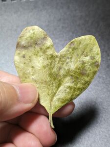 ハート型の葉っぱ (乾燥しています) 工作 クラフト 手芸 ハンドメイド 植物 葉脈