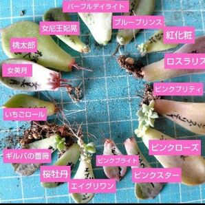 【多肉植物　葉挿し】いちごロール、ピンクローズ、桃太郎、ギルバの薔薇など　15種類セット