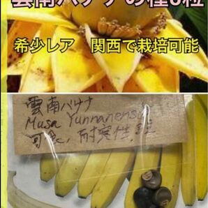 希少レア　バナナの種8粒　異常気象で熱中症警報が多い夏に関西でも結実　