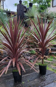 koru Gigli ne* Australis * red Star 2 pcs set [ search ] red Star Lost la-ta here s cocos nucifera yucca 