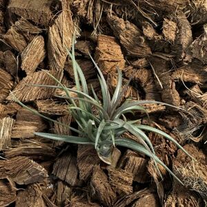 Tillandsia Holm*s Twin Starti Ran jia ho rumztsu Insta -(tenifo rear bar Sinar tax emerald forest ) air plant 