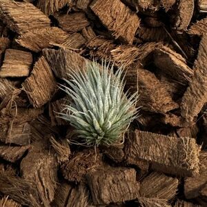 Tillandsia ionantha var. Haselnuss´ 'tiny silver' x Holm´s Zipfelmuetze´ti Ran ji I o наан ta лесной орех chi Ran jia