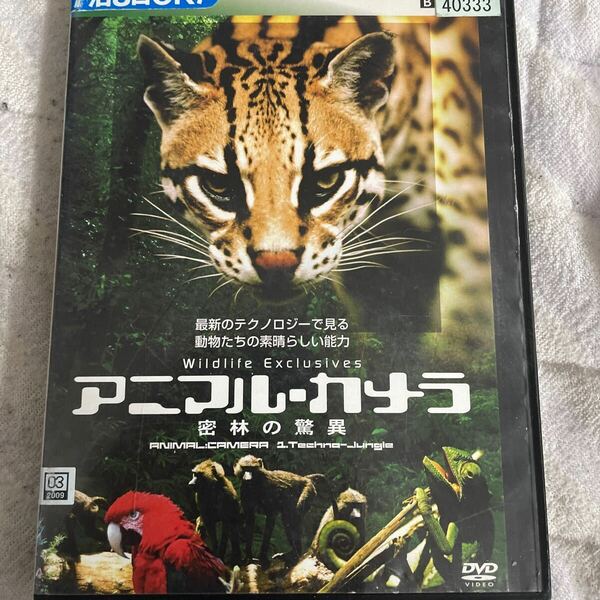 DVD アニマル・カメラ　密林の驚異　レンタル版 t21
