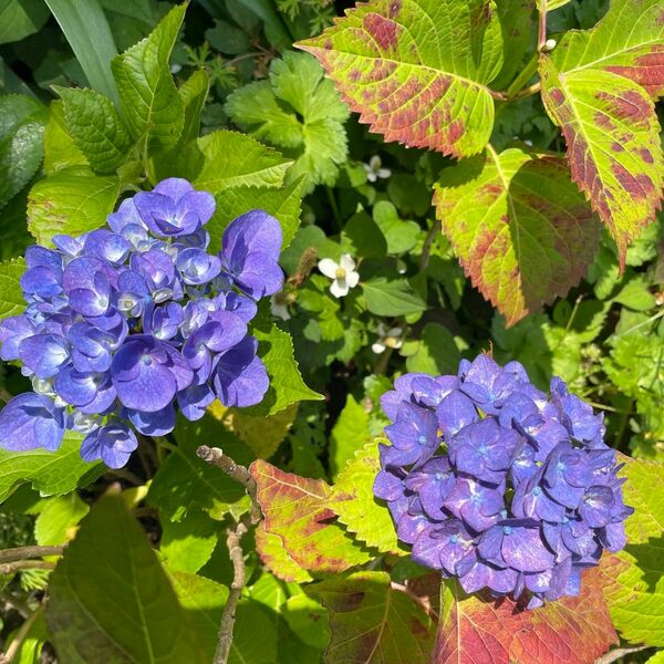 紫陽花挿し穂2本紫陽花挿し穂2本