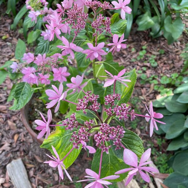 紫陽花挿し穂2本
