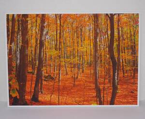 絵画風 壁紙ポスター (はがせるシール式) 紅葉 森林 秋景色 A2版