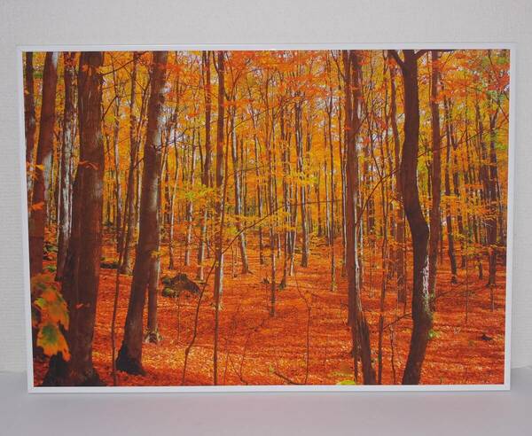 絵画風 壁紙ポスター (はがせるシール式) 紅葉 森林 秋景色 A2版