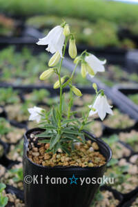 .. three * white flower (hime car Gin si donkey na)* Chinese bellflower .3.5 size poly- pot cultivation 