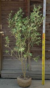 ① 現品発送　オリーブ　シプレッシーノ　常緑樹　鉢植えにも　オリーブ２本の同梱OK 各送料記載してます