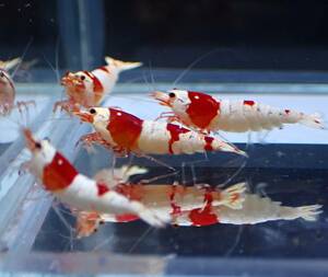 [ immediately breeding possibility *7 pair ] male 7 female 7=14 pcs * Red Bee Shrimp ( Mothra, band,. go in prohibition series ) beautiful individual / high grade / selection another delivery { peace .}