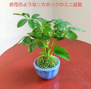お花のような可愛い葉☆カポックのミニ盆栽　素敵な水色、お花型盆栽鉢付き 小品盆栽 シェフレラ