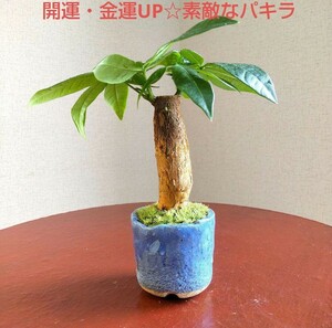 better fortune * luck with money UP* wonderful pakira beautiful small feather . moss . Shigaraki . bonsai pot attaching 