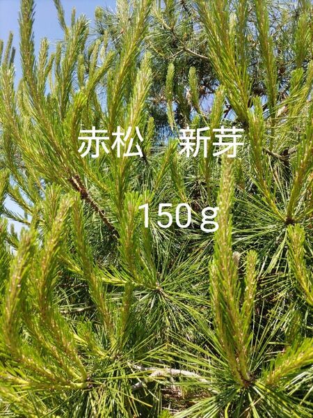 赤松　新芽　150ｇ　松葉茶　松葉酒　松葉ジュース